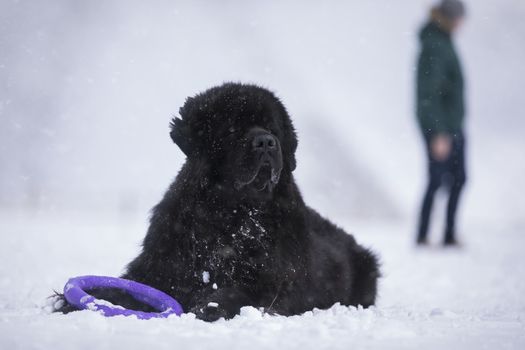 Newfoundland dog in front and a man in the background.