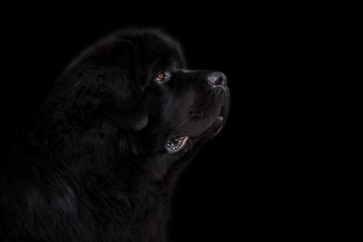 Newfoundland dog over black background.