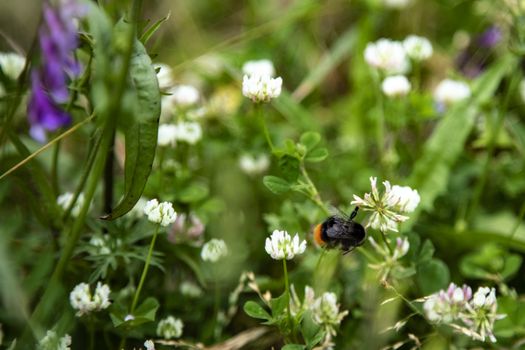 Bumblee in a green field in the summer with purple flower at background.