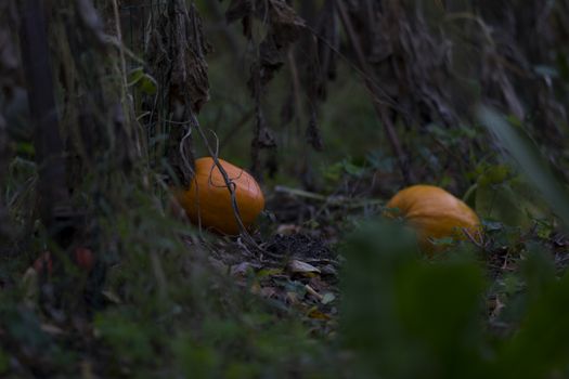 Two pumpkin ripening in the field in the fall