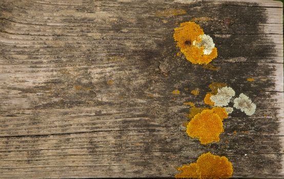 Old brown wooden texture background with yellow lichen