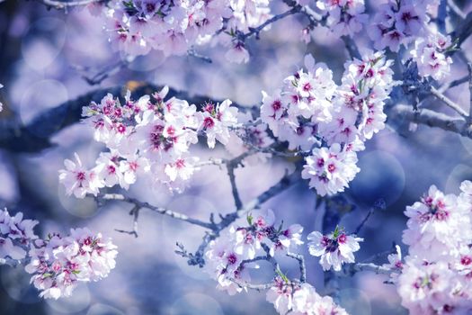 Background of the cherry flower in the spring.