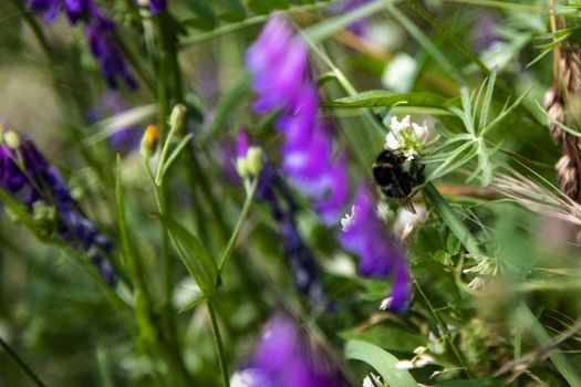 Bumblee in a green field in the summer with purple flower at background.