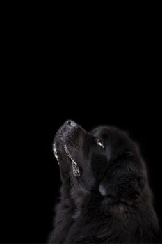 Newfoundland dog over black background.