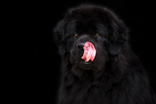 Newfoundland dog over black background.