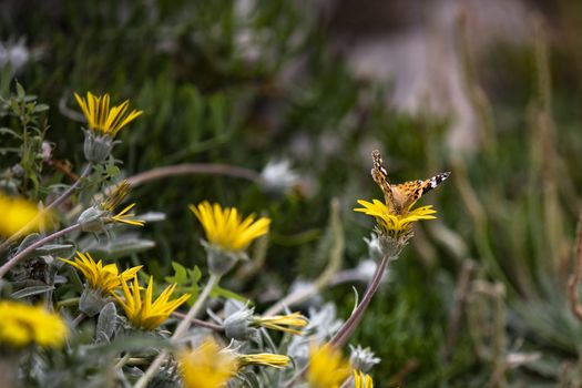 Beautiful butterfly resting on a yellow flower in the summer.