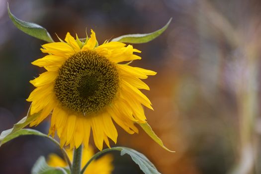 Single sunflower in a field in the fall