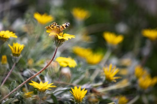 Beautiful butterfly resting on a yellow flower in the summer.