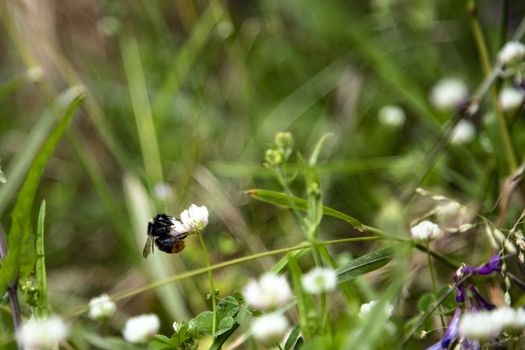 Bumblee in a green field in the summer with purple flower at background.