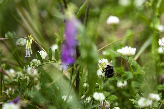 Bumblee in a green field in the summer with purple flower at background.