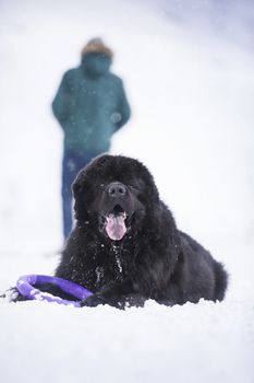 Newfoundland dog in front and a man in the background.
