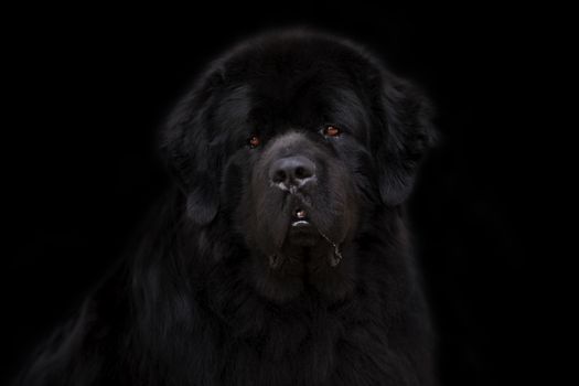 Newfoundland dog over black background.