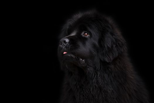 Newfoundland dog over black background.