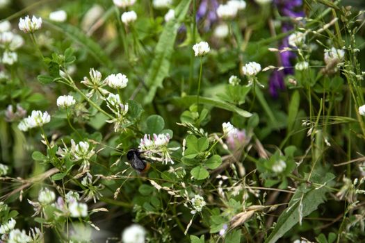 Bumblee in a green field in the summer with purple flower at background.