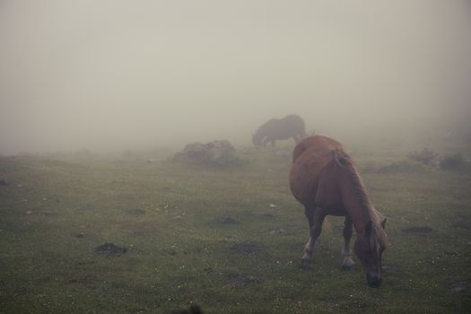 Horse in the fog in a farm.