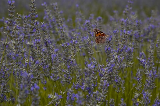 Butterfly in a lavender field in a beautiful day.