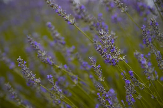 Beautiful detail of a lavender field with purple color.