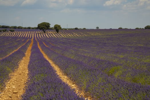 Path in a beautiful big lavender field under a clear sky.