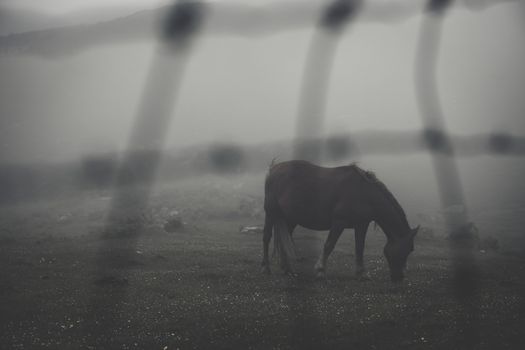 Horse in the fog in a farm.