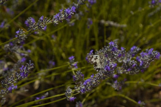 Butterfly in a lavender field in a beautiful day.