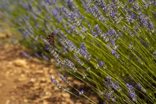 Butterfly in a lavender field in a beautiful day.