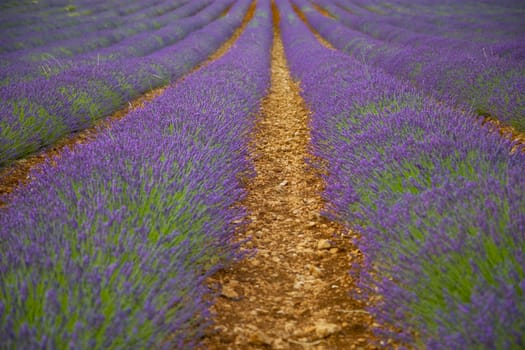 Path in a beautiful big lavender field under a clear sky.