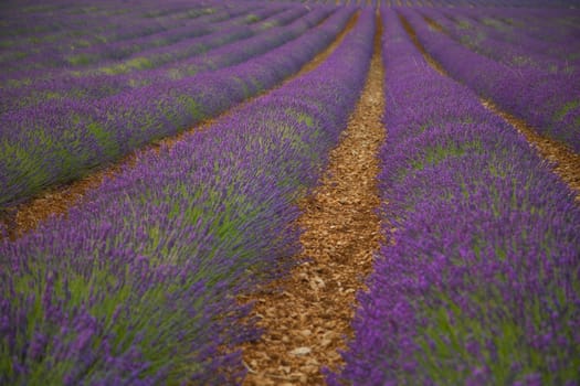 Path in a beautiful big lavender field under a clear sky.