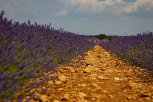 Path in a beautiful big lavender field under a clear sky.