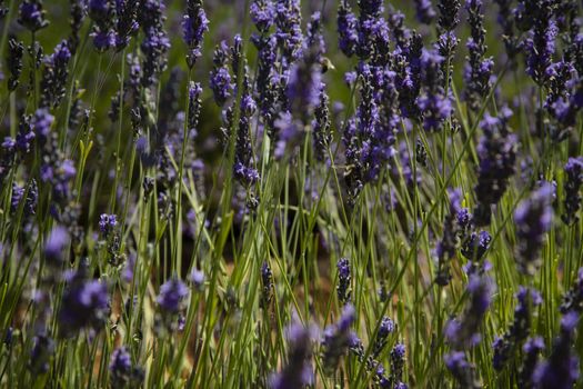 Beautiful detail of a lavender field with purple color.