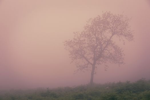 Beautiful picture with a pink ambient.