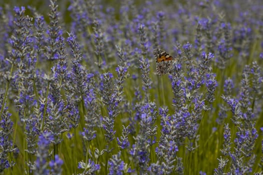 Butterfly in a lavender field in a beautiful day.