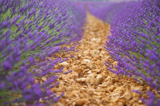 Path in a beautiful big lavender field under a clear sky.