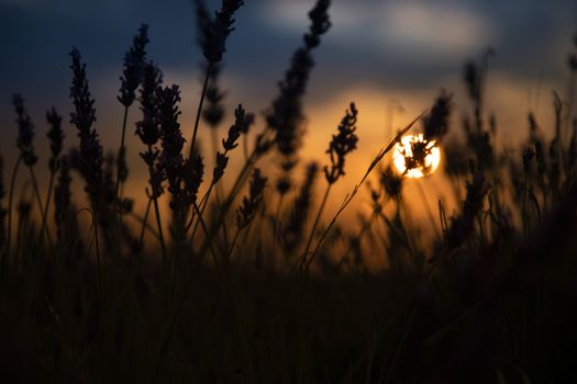 Beautiful lavender filed against the sun letting the sun come through the plants.