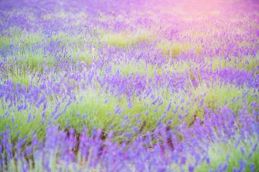 Lavender field in a beautiful sunset
