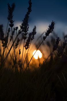 Beautiful lavender filed against the sun letting the sun come through the plants.