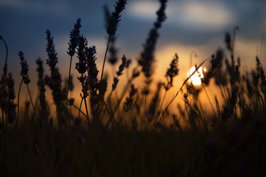 Beautiful lavender filed against the sun letting the sun come through the plants.