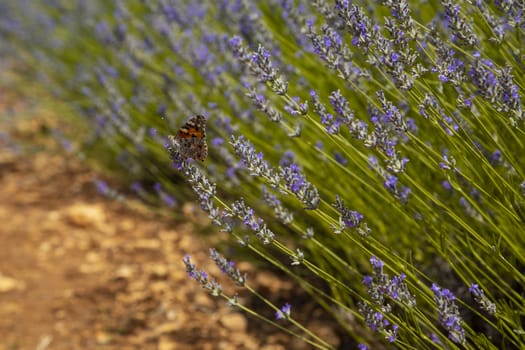 Butterfly in a lavender field in a beautiful day.