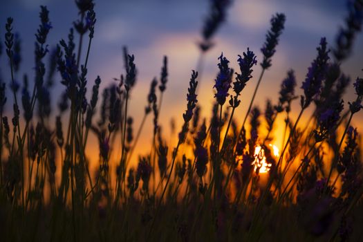 Beautiful lavender filed against the sun letting the sun come through the plants.