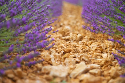 Path in a beautiful big lavender field under a clear sky.