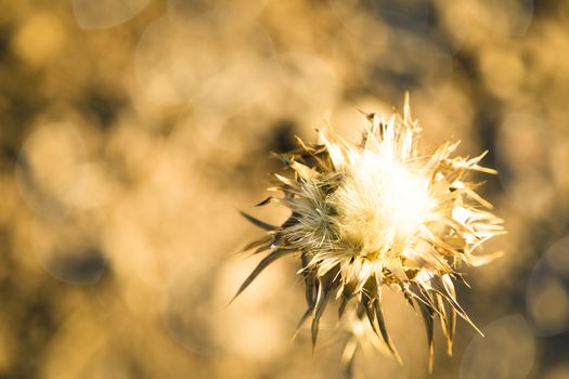 Detail of dried cardoon at front and meadow at background. 