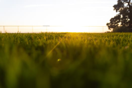 Golden hour, bottom view of a park with the sun in the front.