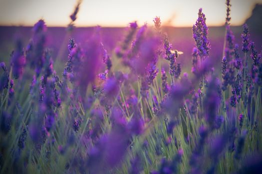 Bee flying in a lavender field in a beautiful sunset.