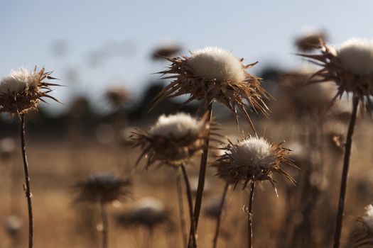 Detail of dried cardoon at front and meadow at background. 