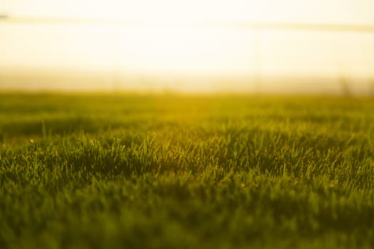 Golden hour, bottom view of a park with the sun in the front.