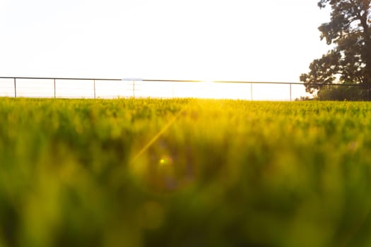 Golden hour, bottom view of a park with the sun in the front.