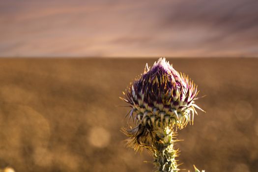 Detail of dried cardoon at front and meadow at background. 