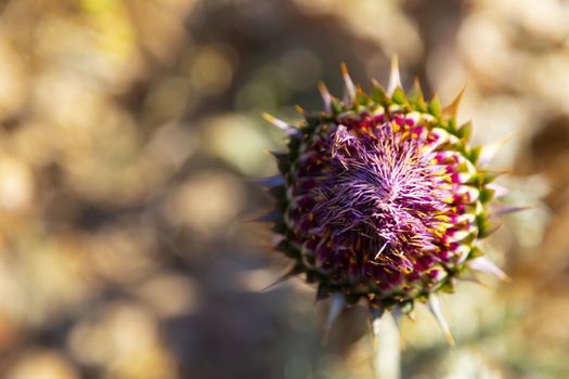 Detail of dried cardoon at front and meadow at background. 