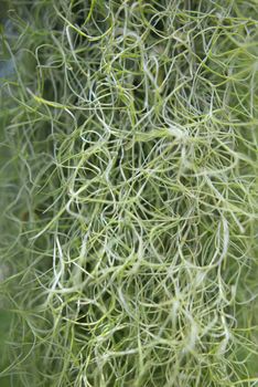 Spanish moss, Tillandsia usneoides ornamental plant for background