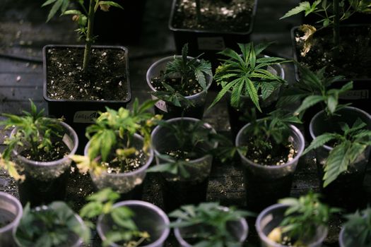 Several cannabis variety cut taken from a mother and rooted in a clear plastic cup.