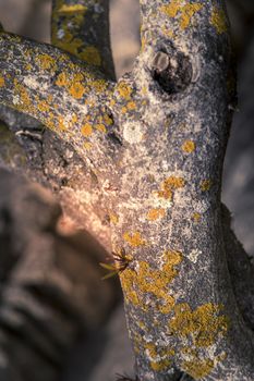 Yellow foliose lichens growing on a tree bark